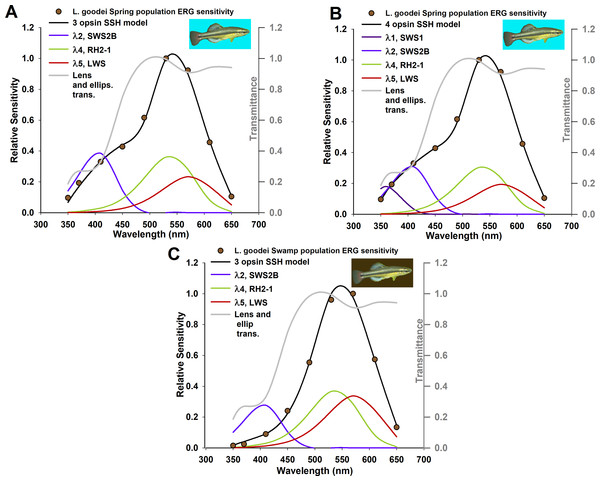 Absorption coefficient models based on known relative opsin expression levels from two populations for the killifish, Lucania goodei.