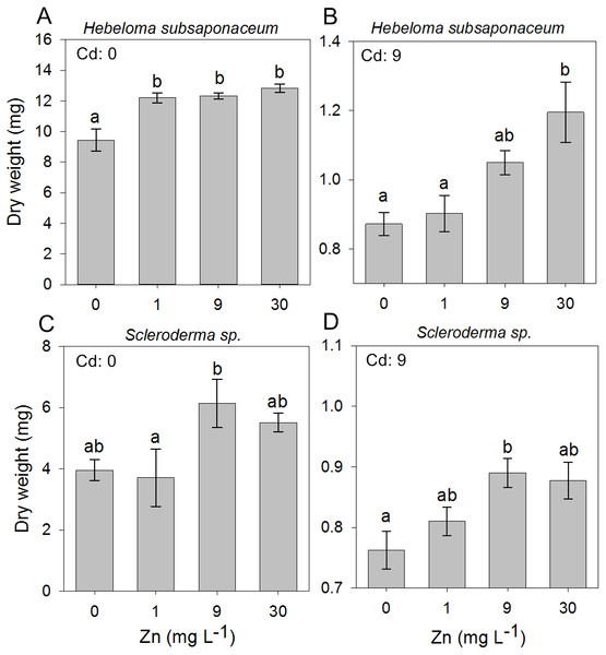 Effect of Zn addition on ectomycorrhizal cultures exposed to Cd.