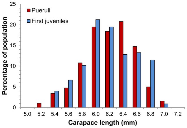 Size distribution of pueruli and first juveniles of Panulirus argus.