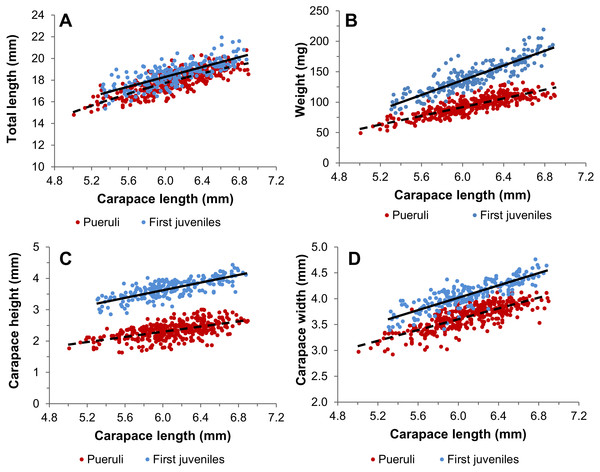 Morphometric relationships of pueruli and first juveniles.