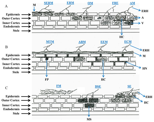 Schematic representation of root colonization strategies in plant-fungal symbioses.