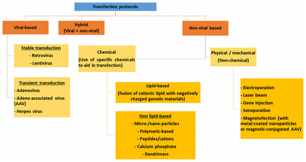 Different transfection protocols that can be divided into viral-based, non-viral based or combination of both (hybrid).