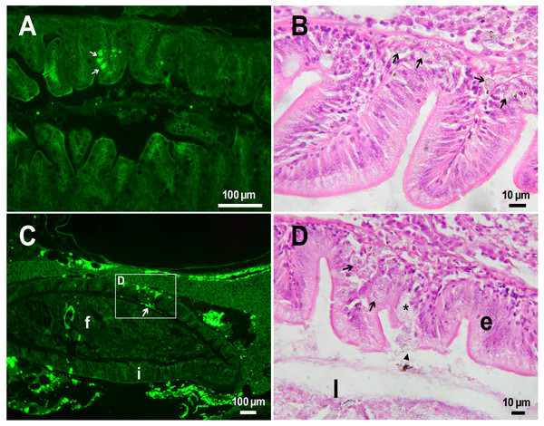 PMs-PEG in zebrafish intestine after intrarenal injection.