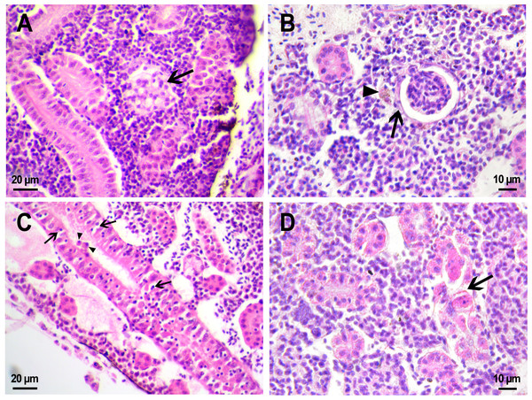 Morphological structure of zebrafish kidneys after injection of PMs-PEG into fish kidney.