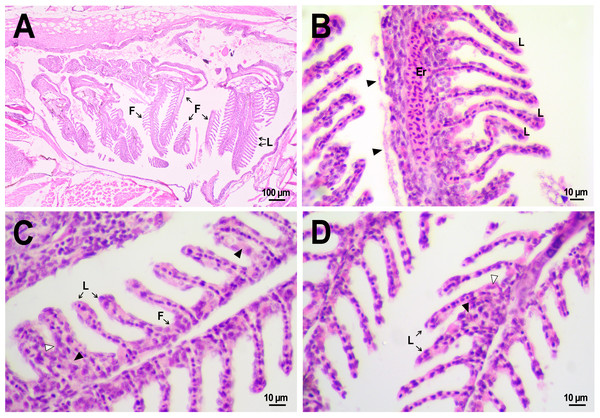 Morphological structure of the gills of zebrafish.