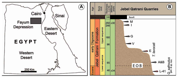 (A) Map of Egypt, the grey rectangle shows the location of the Fayum Depression; (B) stratigraphic column of Jebel Qatrani Formation shows the distribution of vertebrate quarries.