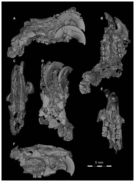 DPC 10300 and DPC 16815, crania of Qatranimys safroutus (new genus and species) from Quarry L-41.