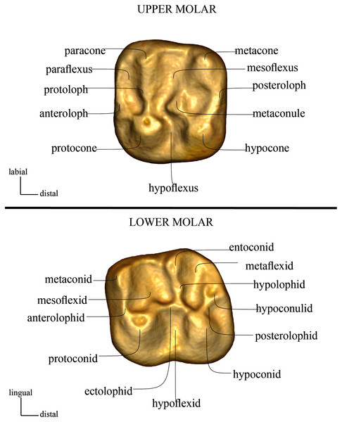 Dental cusp and crest nomenclature, following Marivaux & Boivin (2019).