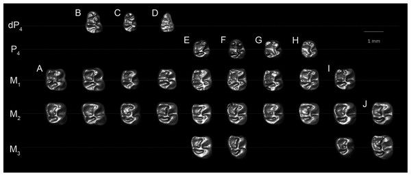 Lower molars of T. lavocati from Quarry E (A–B) and Q. safroutus from Quarry L-41 (C–J).