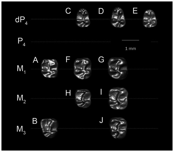 Lower molars of “T. libycus” (A–B) and “T. lavocati” (C–J) from Dur at-Talah DT-LOC-2, Libya.