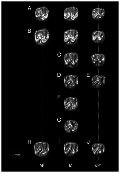 Comparison among upper molars.