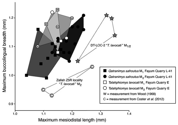 Bivariate plot of maximum mesiodistal length (x-axis) vs maximum buccolingual breadth (y-axis) of M1 and M2 in Talahphiomys lavocati from Fayum Quarry E, “T. lavocati” from Dur at-Talah DT-LOC-2 and Zallah ZR5, and Qatranimys safroutus from Fayum Quarry L-41.