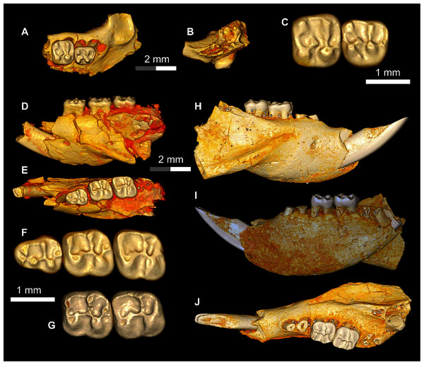 Additional remains of Talahphiomys lavocati from Quarry E.