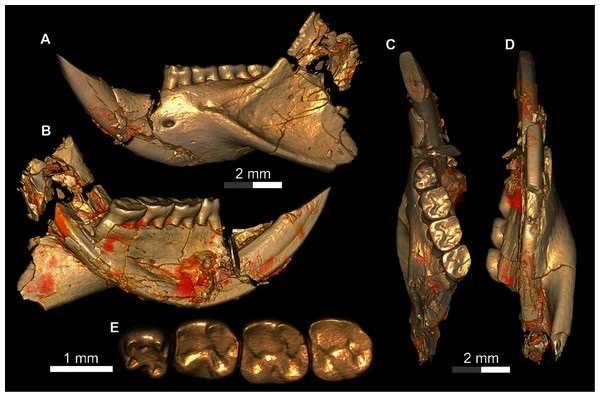 DPC 17813, complete left mandible with I and P4-M3 of Qatranimys safroutus, new genus and species, from Quarry L-41.