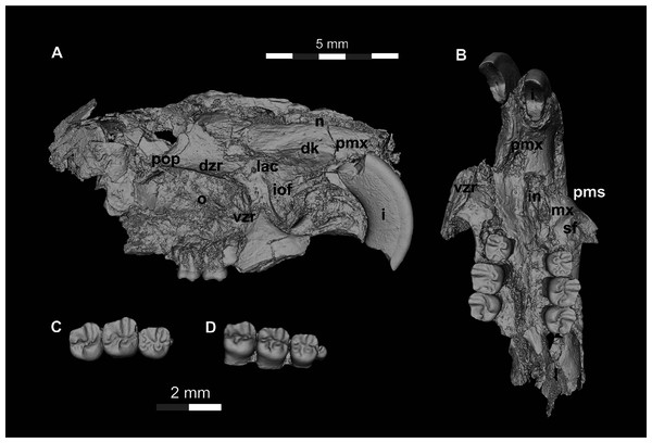 DPC 16815, cranium of Qatranimys safroutus (new genus and species) from Quarry L-41.