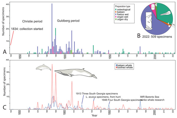 Temporal trends for whale specimens entering the collection, NHM Bergen, 1840–2021.