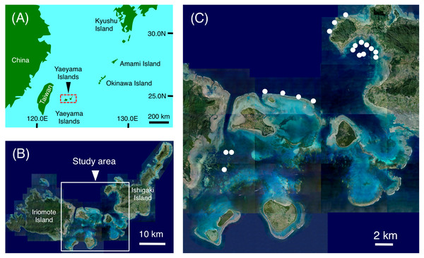 Maps showing the location of the Yaeyama Islands (A), study area (B) and the 19 study sites used for examining nocturnal substrate associations of fishes (C).