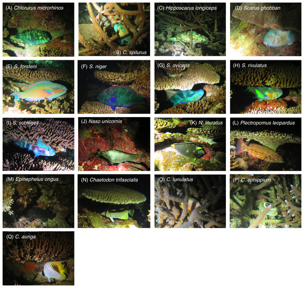 (A–Q) Examples of inactive fish individuals that were associated with substrates at nighttime for the 17 species.