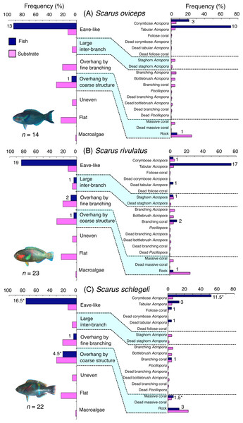 (A–C) Relative frequency (%) of fish individuals associated with substrates and substrate availability for the three parrotfish species Scarus oviceps, S. rivulatus and S. schlegeli).