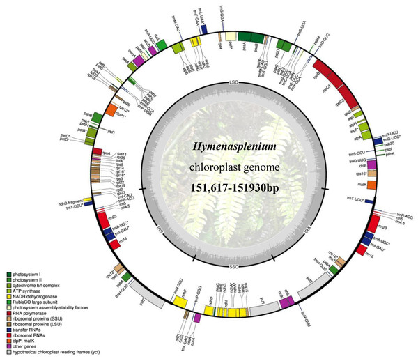 Representative chloroplast genome of Hymenasplenium.