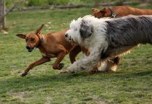 Potsdam Community Dog Park景点图片