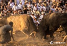 Barka Bull Fight Arena景点图片