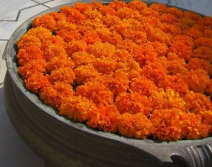 marigold