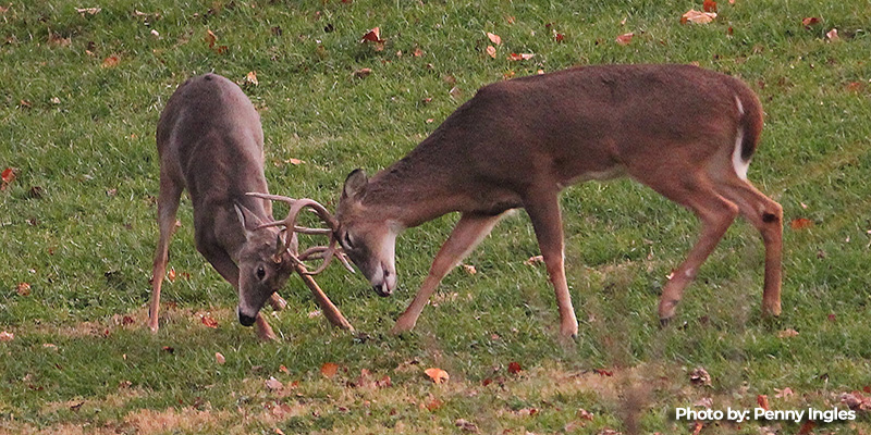 Maryland’s Two-Week Deer Firearms Season Opens Nov. 30