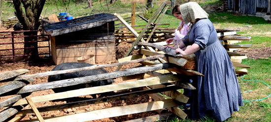 Docents feeding livestock by an old style fence