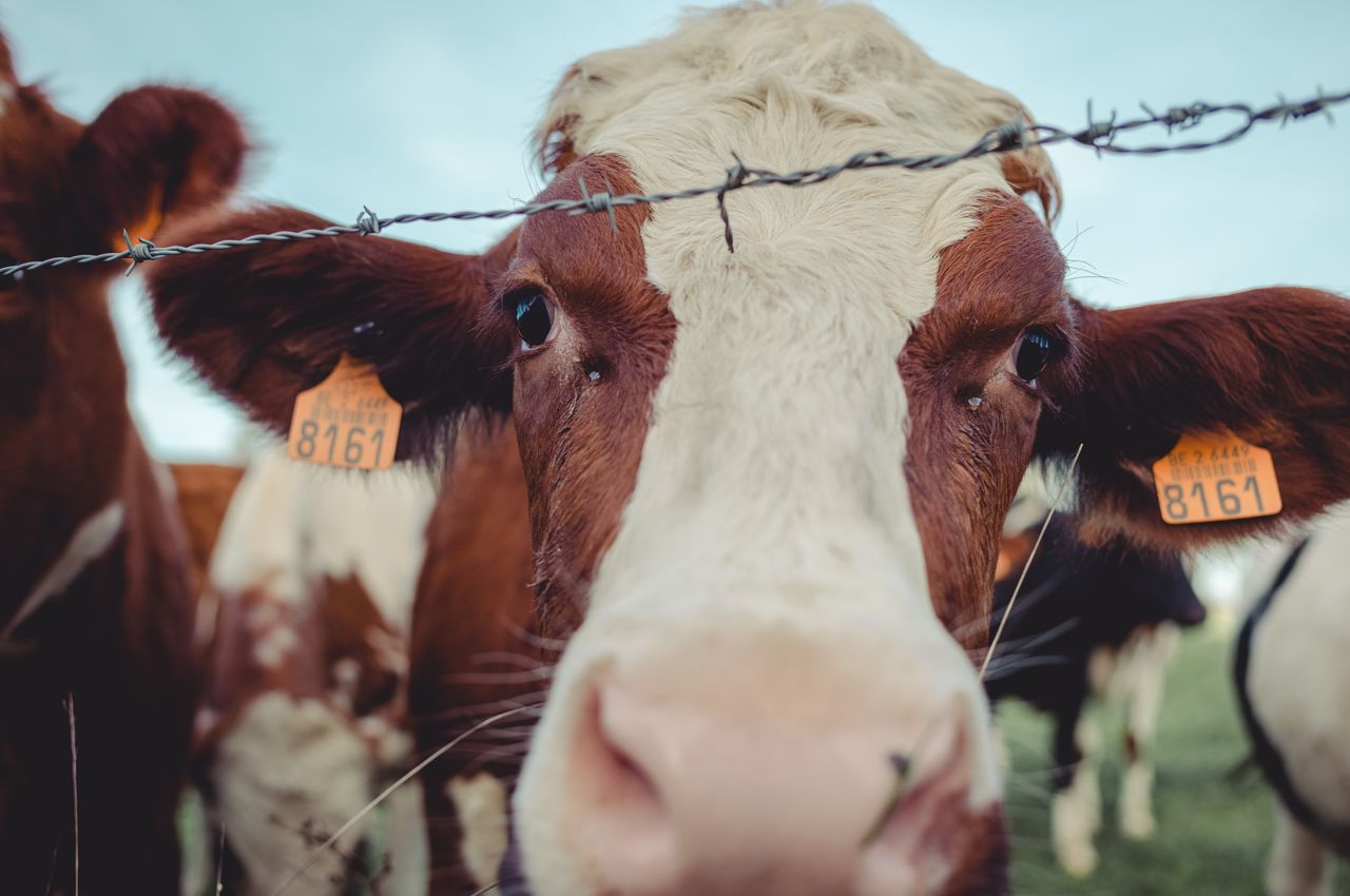 A close-up of a cow whose ears are pierced with tags, on which the number 8161 is clearly visible.