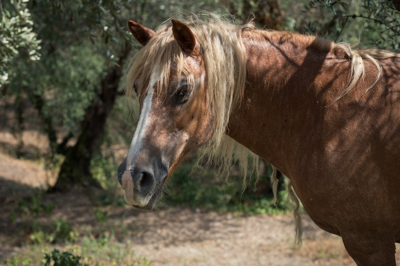 Wild horses