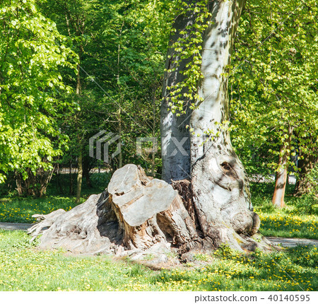 Fallen mighty oak in eastern Poland 40140595