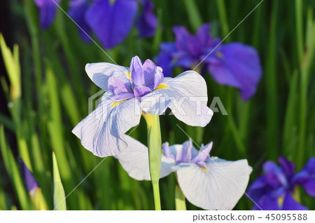 Image taken in close-up, focusing on the flowers in the center of the image 45095588