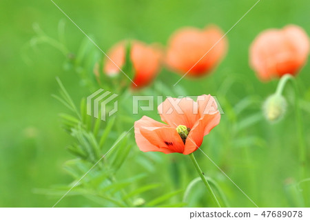 Spring landscape with lovely poppy flowers 47689078