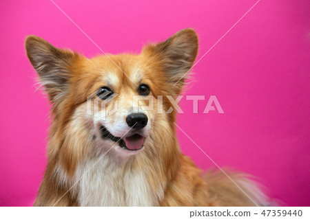 corgi fluffy portrait 47359440