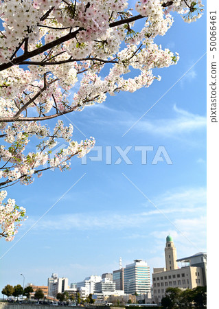 Sakura in Yokohama 50066461