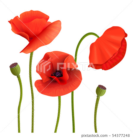 Bright red Poppies. flowers, pods, Stems. 54377248