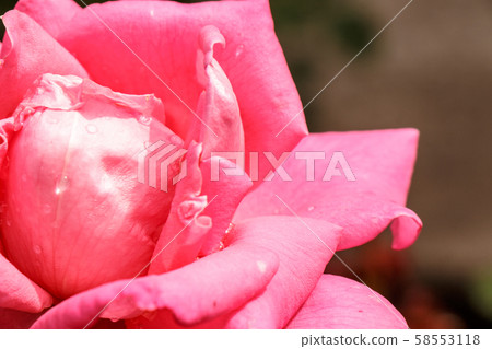 Red garden rose close-up on natural green background 58553118