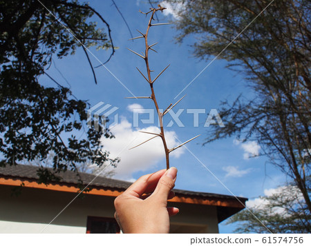 Acacia spider 61574756