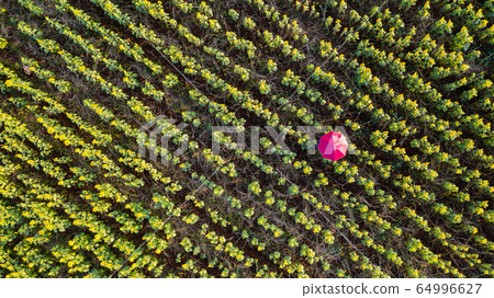 Flower garden, Aerial top view, background with 64996627