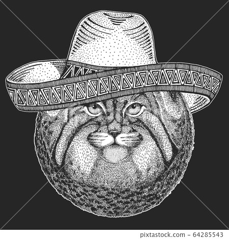 Pallas cat head. Sombrero is traditional mexican hat. Mexico. Manul head. Wild cat portrait. 64285543