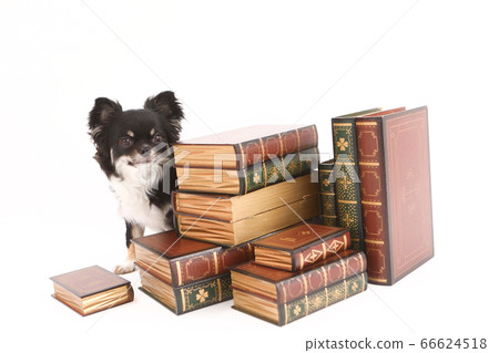 Chihuahua and book 66624518