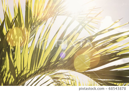 Coconut palm trees over  bright sky with shining 68543878