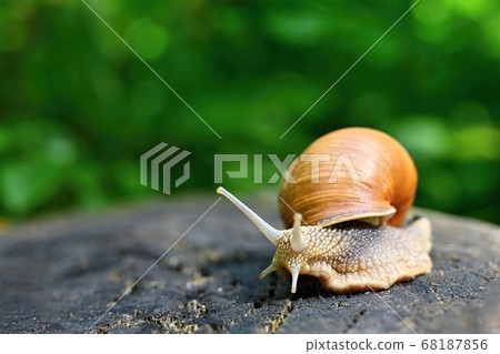 Beautiful macro shot of a snail with a shell 68187856