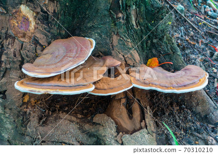 mushrooms growing on tree in a park 70310210