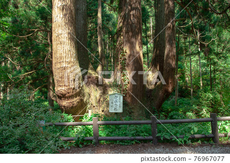 Okinoshima, Shimane Prefecture Kabura-sugi Millennium cedar at Okinoshima 76967077