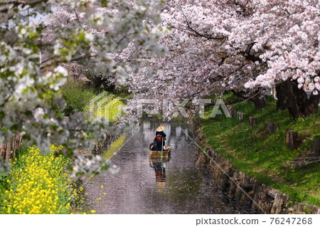 Honorable cherry blossoms along the Shingashi River in Kawagoe City, Saitama Prefecture 76247268