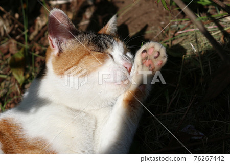 Park stray cat (calico cat) 76267442