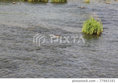 Heavy rain. Bike path. School of carp. Stream of water. 77983191