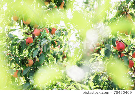 Harvest season in hot summer or autumn. Apple business and agriculture, botanical and nature 78450409